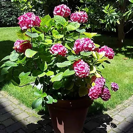 La Magnolia Bed and breakfast Bolonia