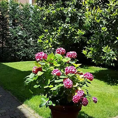 La Magnolia Bolonia