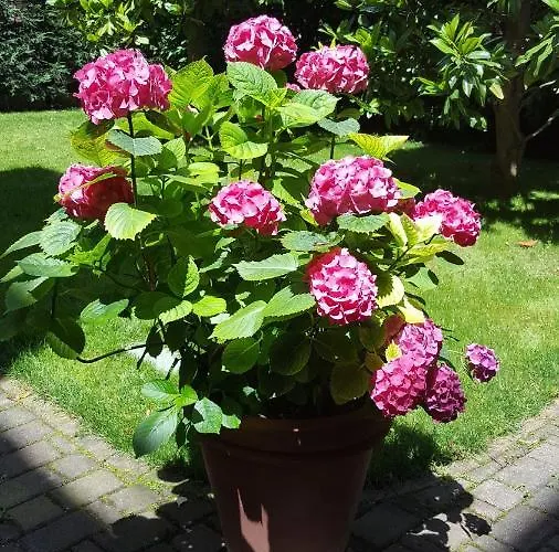 Nocleg ze śniadaniem La Magnolia 4*