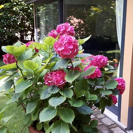 La Magnolia Отель типа 