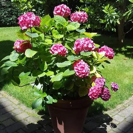 Oda ve Kahvaltı La Magnolia 4*